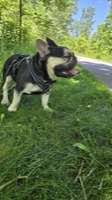 Jeffrey the French Bulldog on a grounding walk